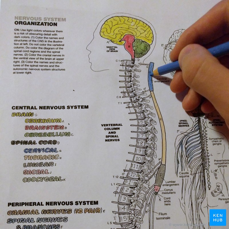 Human Brain Student's Self-Test Coloring Book (Barron's Test Prep)