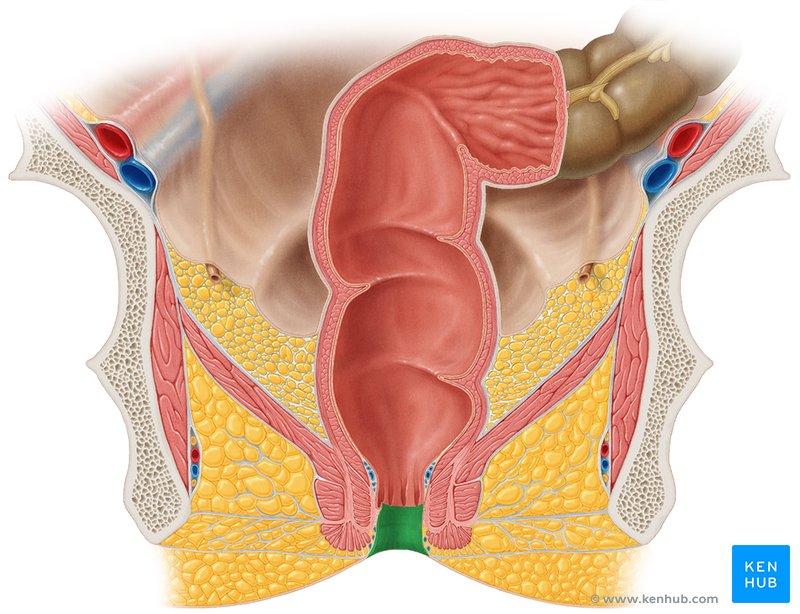 Inside View Of Anal Sex - Anal canal: Anatomy, histology and function | Kenhub