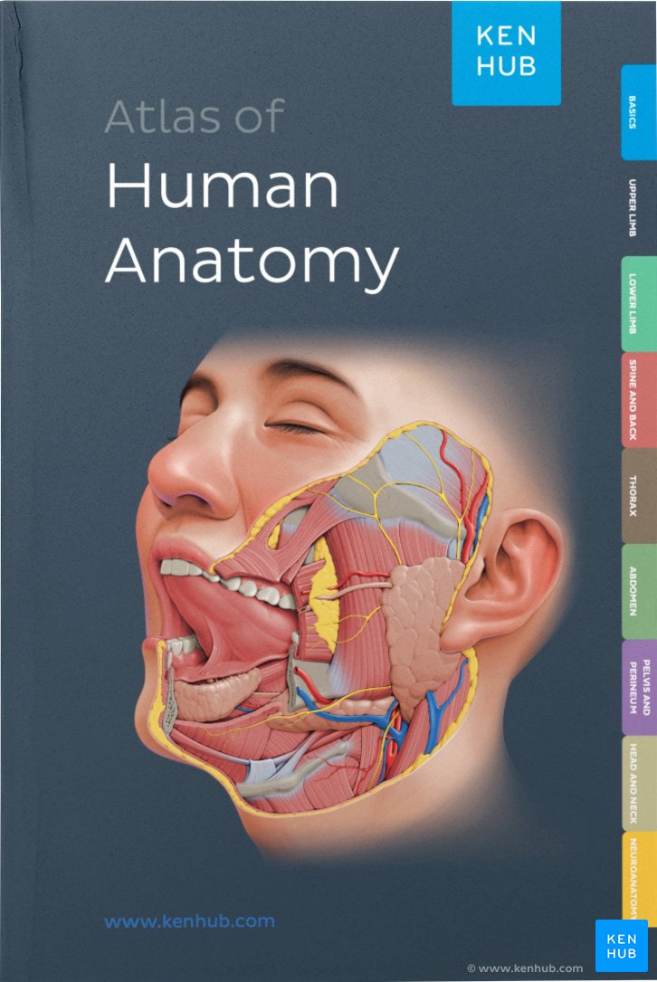 Kenhub Atlas of Human Anatomy