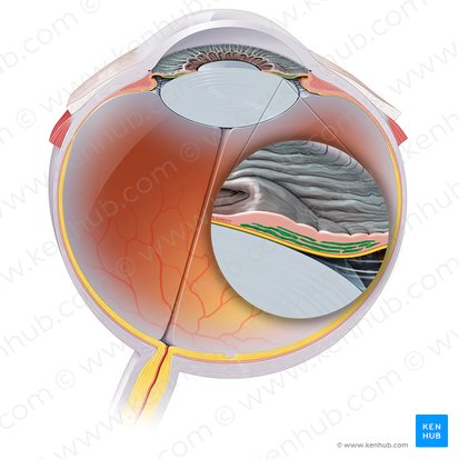 Sphincter pupillae: Origin, insertion, innervation,action | Kenhub