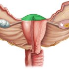 Fundus uteri 