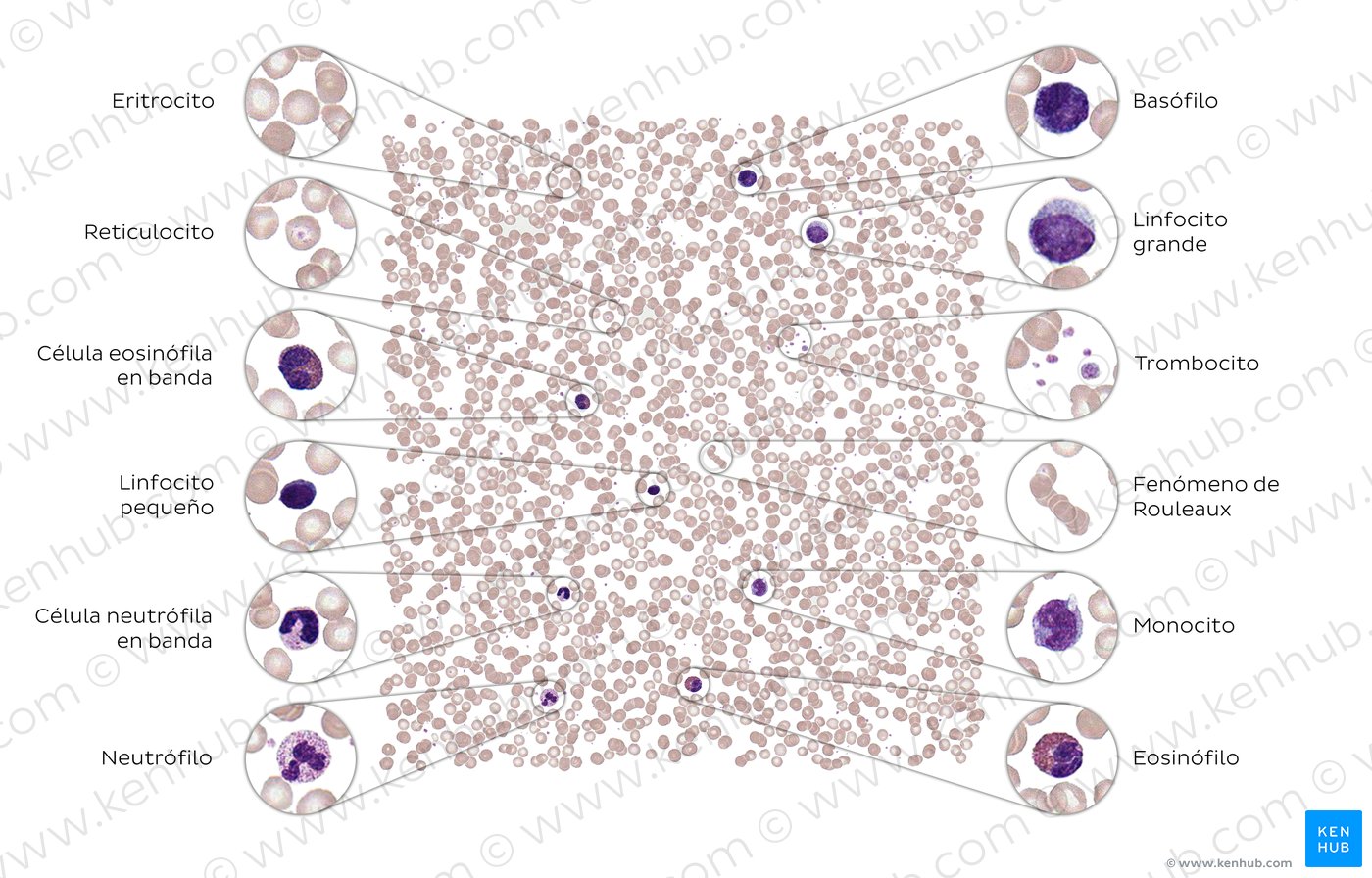 Tipos de células sanguíneas | Kenhub