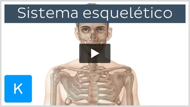 Anatomía - El Esqueleto / Las Partes del Cuerpo Humano