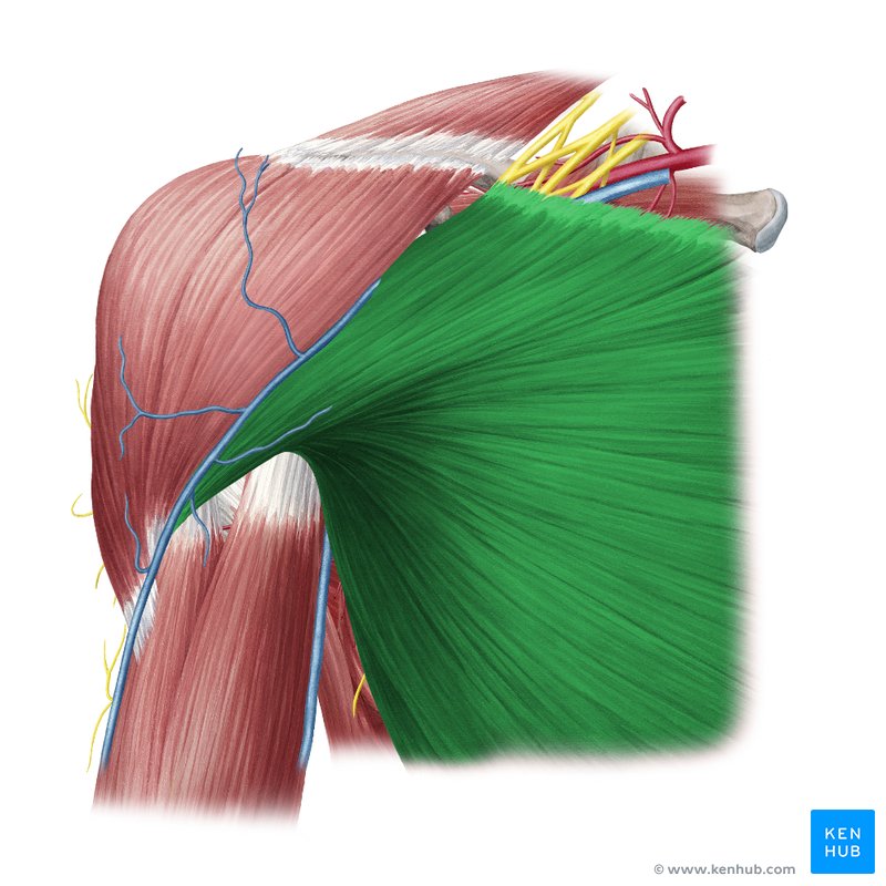 The Pectoralis Major Muscle – Medical Stock Images Company
