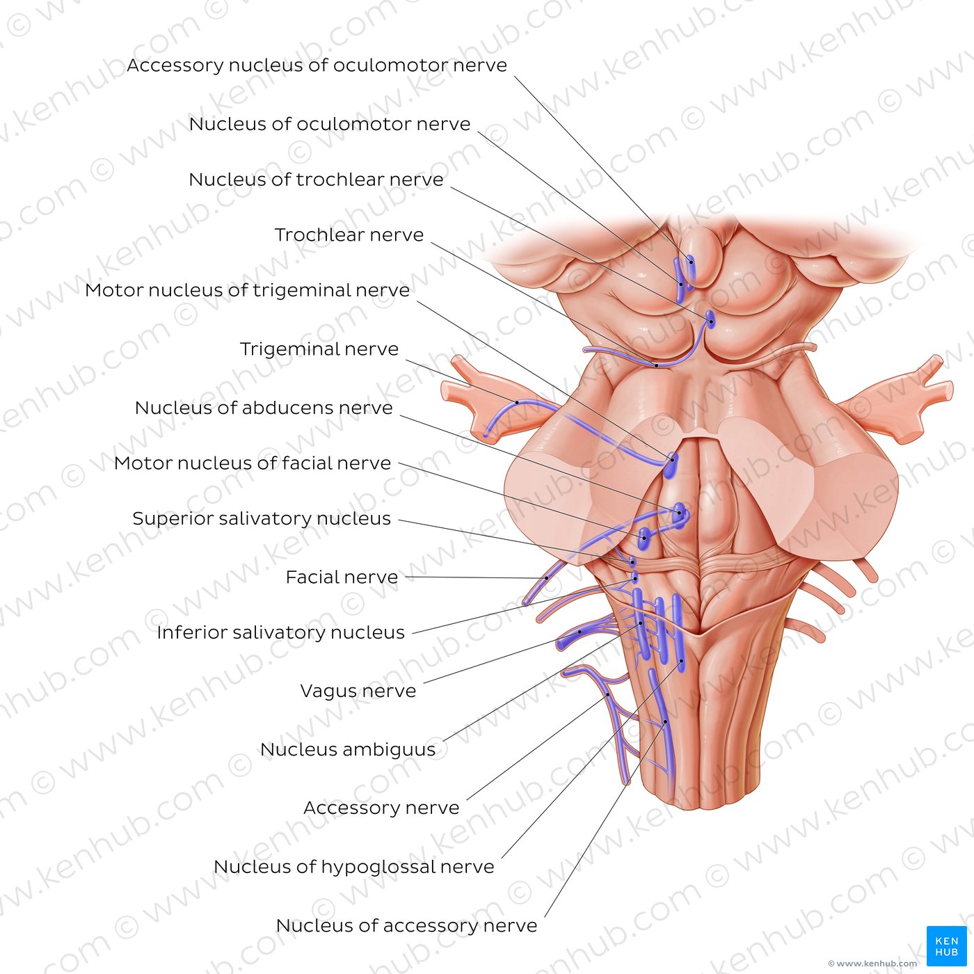 Cranial Nerve Nuclei Anatomy And Embryology Kenhub