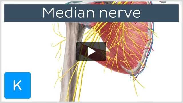 Communicating Branch of Median Nerve with Ulnar Nerve (Left)