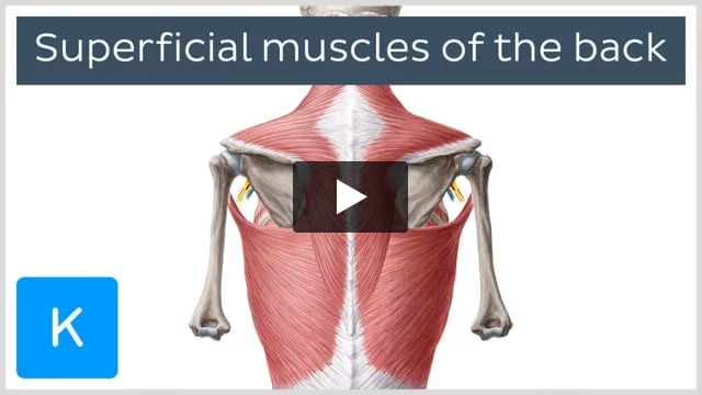 3D Anatomy of the Abdomen, Lower Back, and Pelvis Muscles