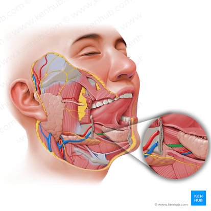 Glándulas salivales: Vista general, anatomía, correlacion | Kenhub