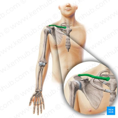 Shoulder girdle: anatomy, movements and function