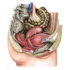  Introduction à la cavité pelvienne féminine