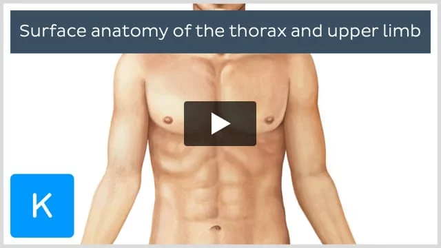 Normal anatomy of the chest (thoracic) cavity and organs