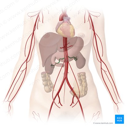 Aorta: Anatomía, ramas, irrigación | Kenhub