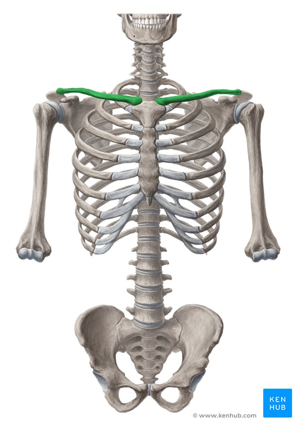 Cintura escapular: anatomía, movimientos y funciones