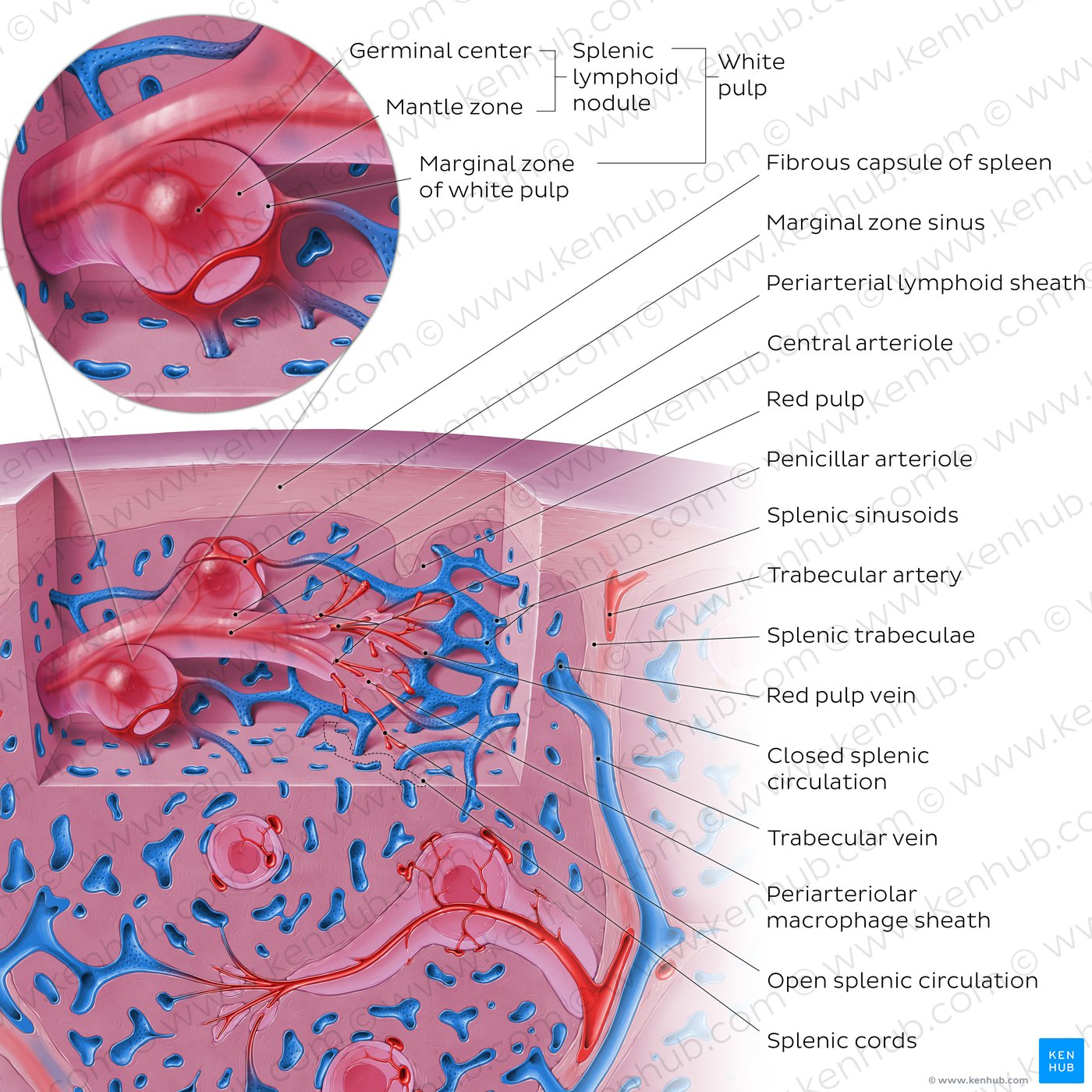 The Spleen Position Structure Neurovasculature Teachm - vrogue.co