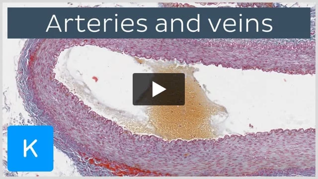 Blood Vessel Clip - an overview