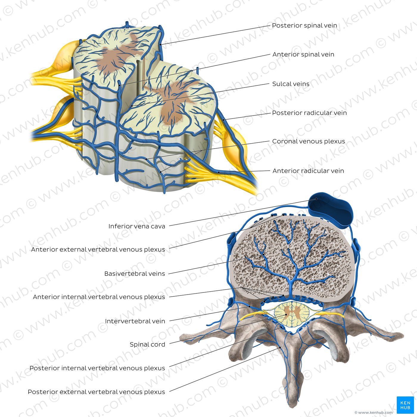 Spinal cord: Anatomy, structure, tracts and function | Kenhub