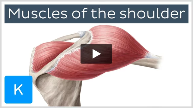 Muscles of the Shoulder Girdle 1- Part: Shoulder Elevation (3D Anatomy) 