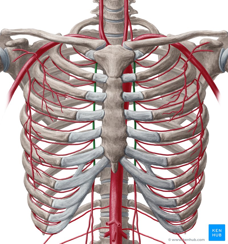 Rib cage, Encyclopedia, , Learn anatomy