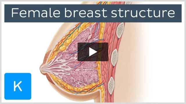 Human female nipple cross section diagram with captions