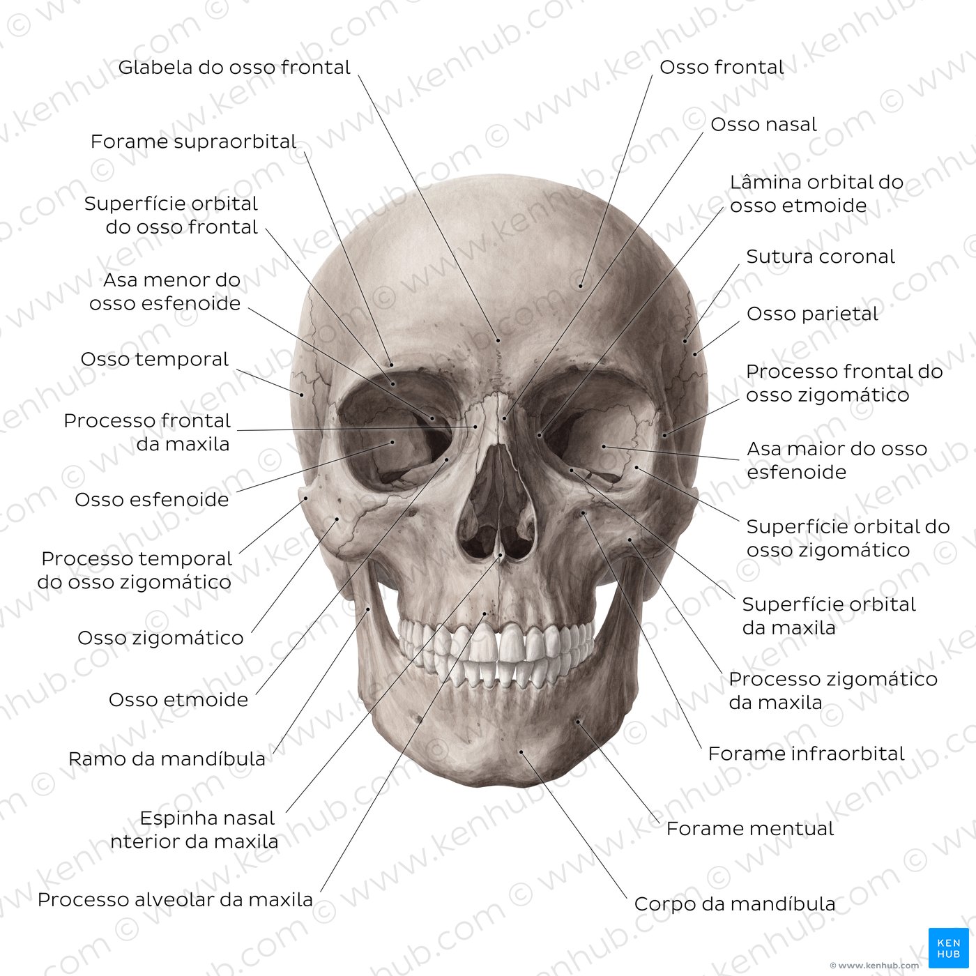 Crânio humano: Anatomia, estrutura e ossos | Kenhub