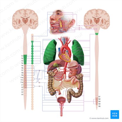 Sistemas del cuerpo humano: Órganos y funciones