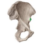 Spina iliaca anterior inferior