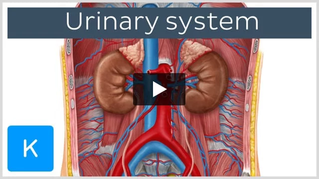 Urinary system: Organs, anatomy and clinical notes