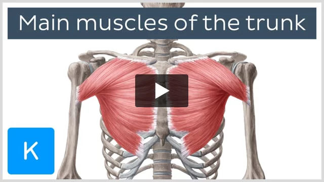 Muscles of the trunk: Anatomy, diagram, pictures