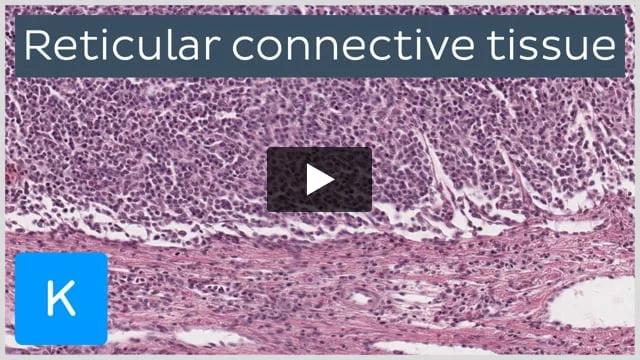 reticular connective tissue lymph nodes