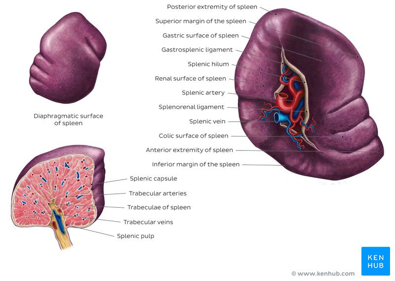 Spleen histology: Location, functions, structure | Kenhub