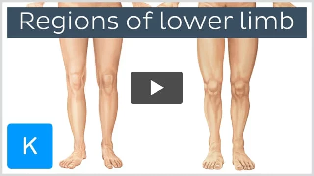 Parts of the Lower Extremity of the Body
