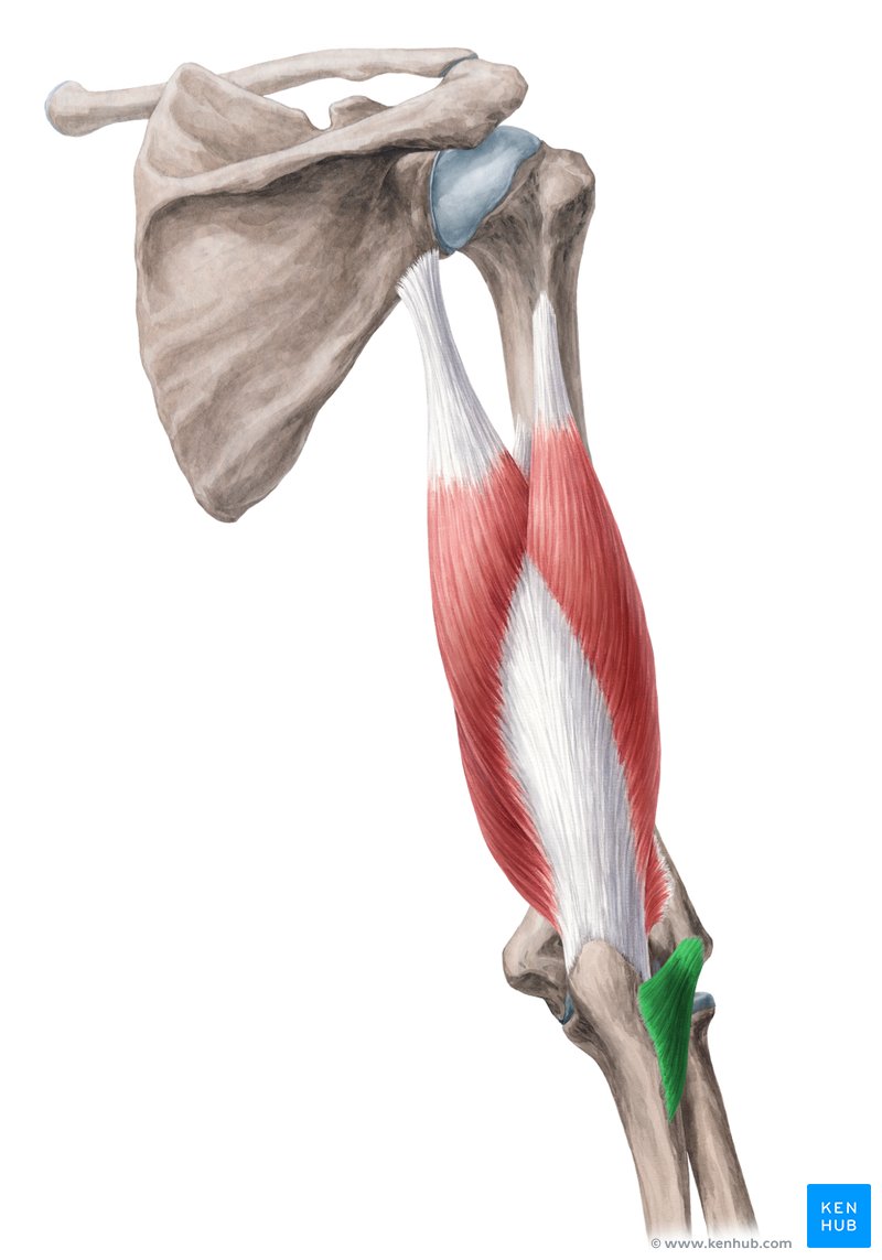 Anconeus muscle: Origin, insertion, innervation, function