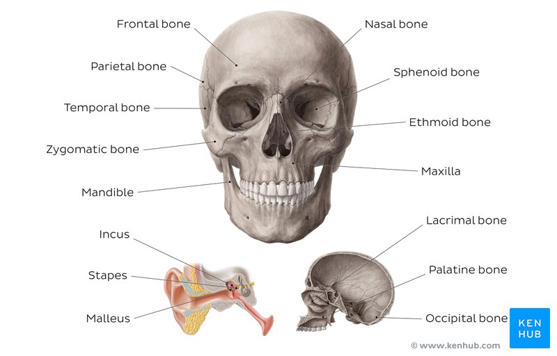Bone Anatomy Quiz