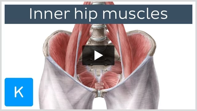 Hip and thigh muscles: Anatomy and functions | Kenhub