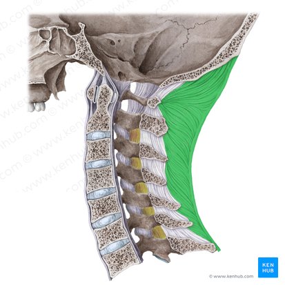 Vertebral Column: Anatomy, vertebrae, joints & ligaments | Kenhub
