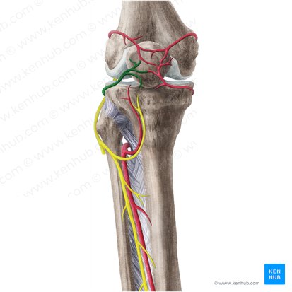 Popliteal artery: Anatomy, branches, location and course | Kenhub