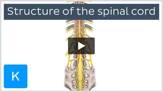 Lumbar Spine Anatomy: Overview, Gross Anatomy, Natural Variants
