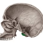 Condylus occipitalis
