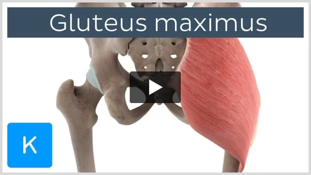 Anatomy Of The Gluteus Maximus Muscle. 