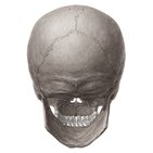 Vues postérieure et latérale du crâne