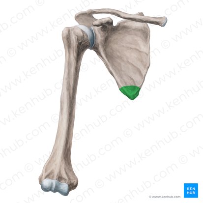 Scapula: Anatomy and clinical notes