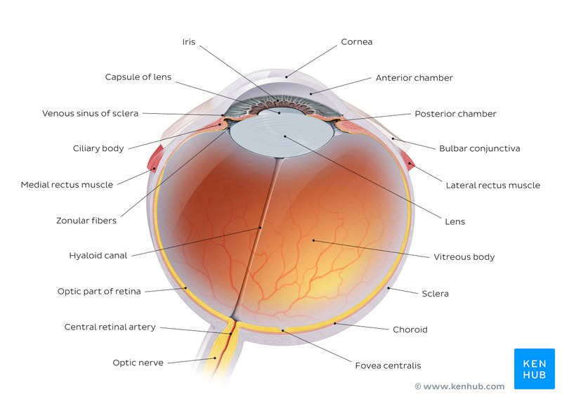 Anatomy Of The Eye Quizzes And Diagrams Kenhub Sexiz Pix Hot Sex Picture