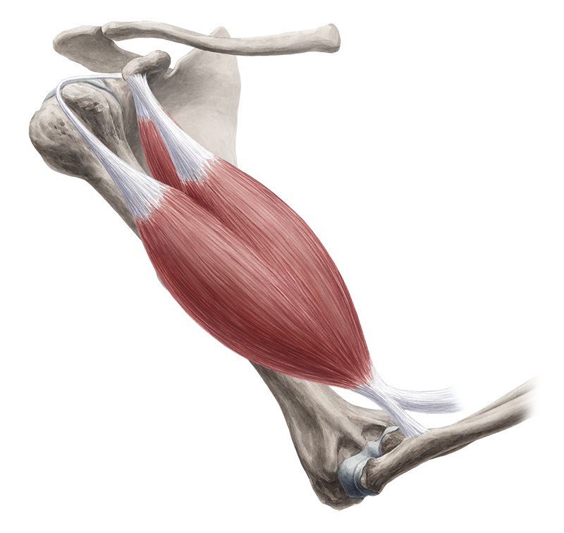 Biceps brachii мышца. Брахиалис мышца анатомия. Двуглавая мышца плеча анатомия. Тендинит двуглавой мышцы.