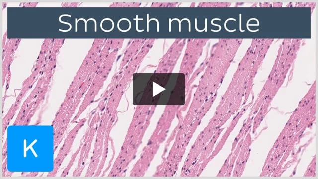 Smooth muscle: Structure, function, location