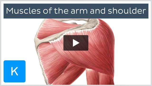 Arm muscle anatomical illustration ( biceps and triceps )
