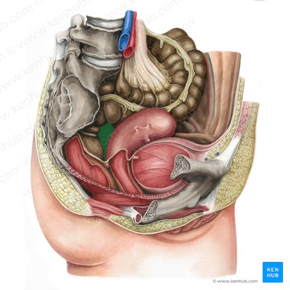 Peritoneum und Peritonealhöhle - Anatomie | Kenhub