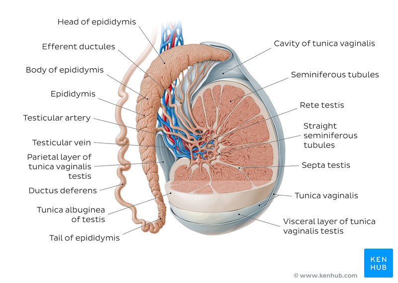 Testes: Anatomy, Function, and Associated Conditions