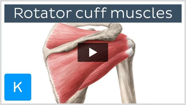 The Lesser-Known Muscles Involved in Shoulder Stability - Body