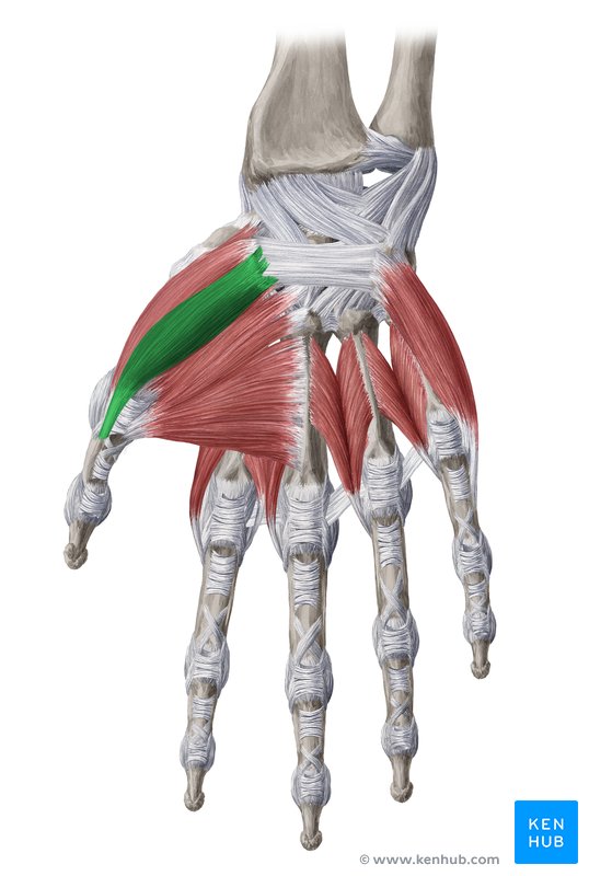 Upper limb muscles and movements: Anatomy