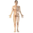 Principaux os, articulations et muscles du corps